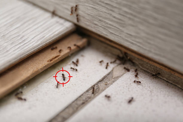 Best Mosquito Control Services  in Kingfisher, OK
