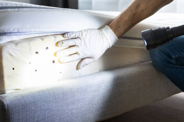 Reliable Kingfisher, OK Pest Control Solutions
