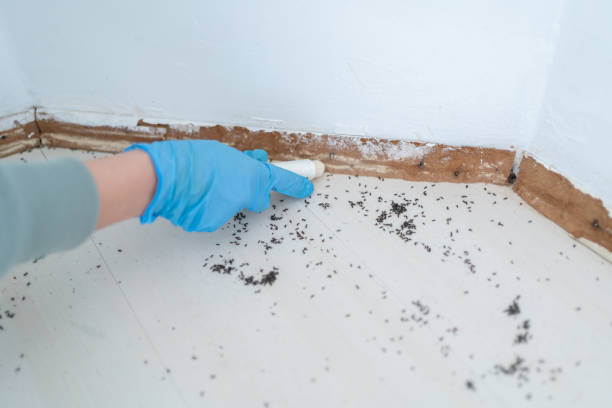 Best Cockroach Control Services  in Kingfisher, OK
